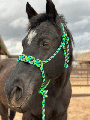 Horse Mule Tape Halter