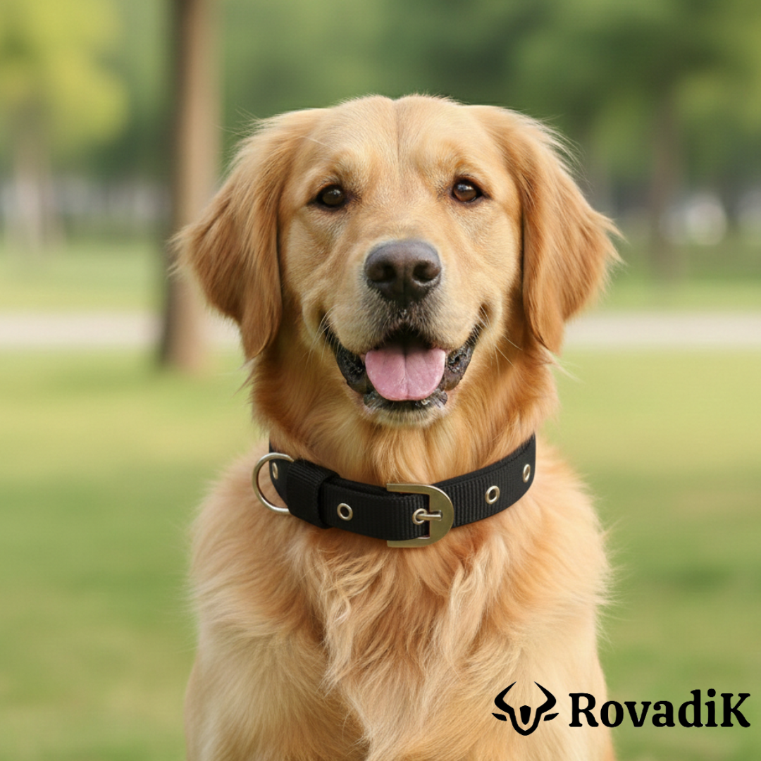 Dog Collar and Chain Combo_Black