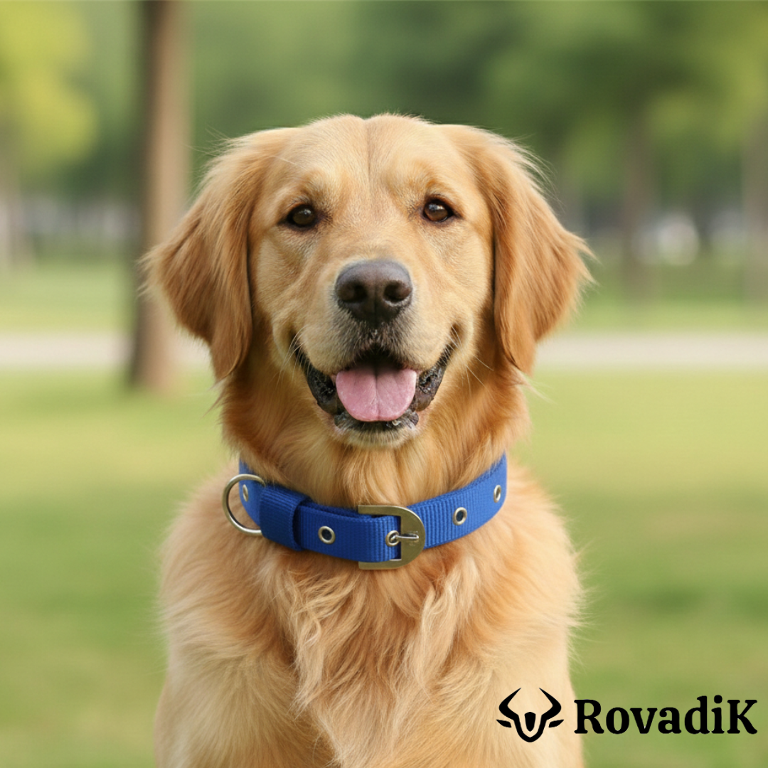 Dog Collar and Chain Combo_Blue