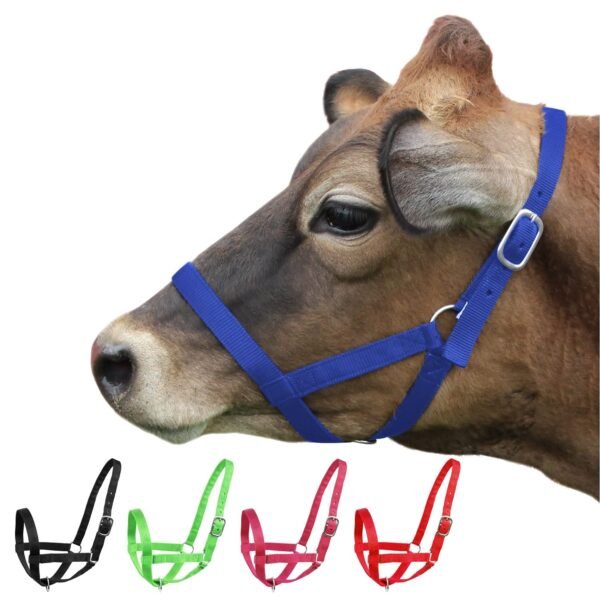 Rovadik Nylon Cow Halter (Morkhi/Mohri/Mohra)-Adjustable Head Collar for Cows, Buffaloes, Cattle, Heavy-Duty Hardware- Ideal for Farming, Ranching and Behaviour Training (Blue)