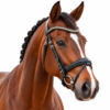 Rovadik Horse Bridle 'Opulence' - Plain Raised Padded Flash Bridle | Adjustable Straps & Stainless Steel Hardware for Training and Riding - Thumbnail Image 1