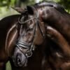 Rovadik Horse Bridle 'Opulence' - Plain Raised Padded Flash Bridle | Adjustable Straps & Stainless Steel Hardware for Training and Riding - Thumbnail Image 3