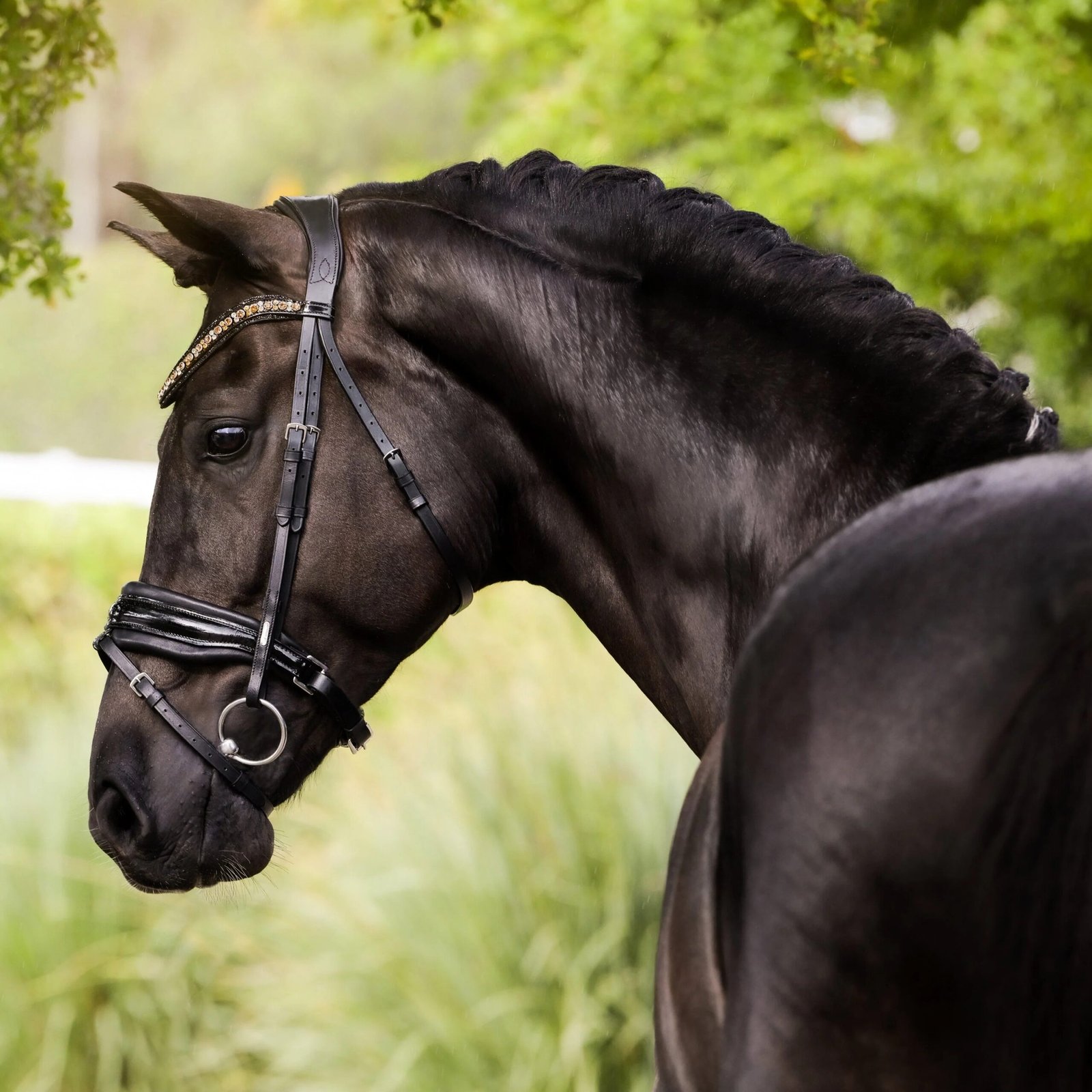 Rovadik Horse Bridle 'Opulence' - Plain Raised Padded Flash Bridle | Adjustable Straps & Stainless Steel Hardware for Training and Riding - Image 4
