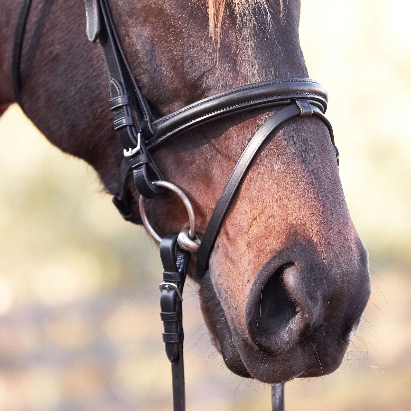 Rovadik Horse Bridle 'Deluxe' - Plain Raised Padded Flash Bridle | Adjustable Straps & Stainless Steel Hardware for Training and Riding - Image 4