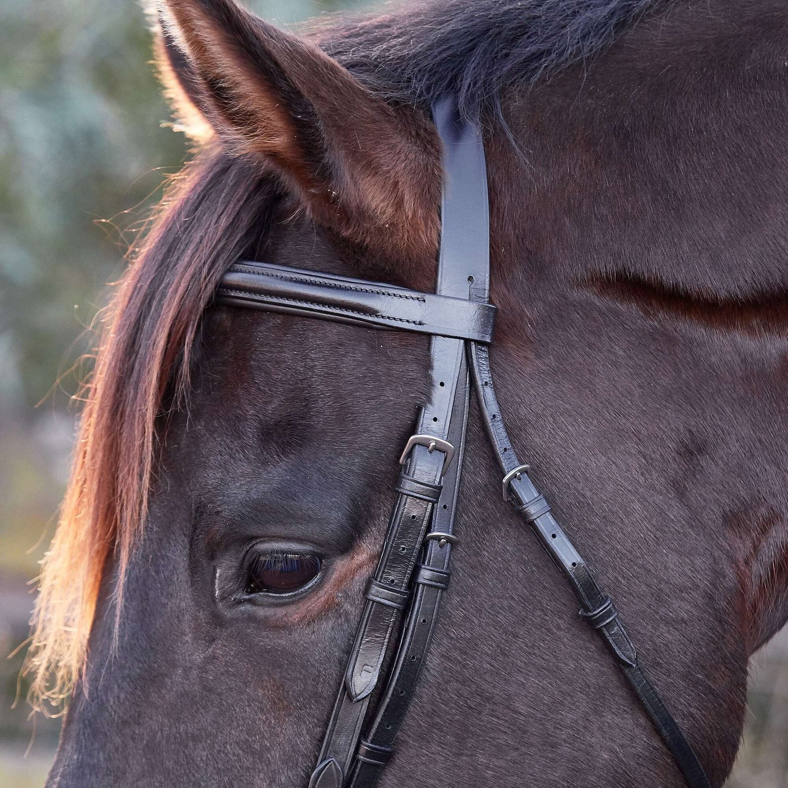 Rovadik Horse Bridle 'Deluxe' - Plain Raised Padded Flash Bridle | Adjustable Straps & Stainless Steel Hardware for Training and Riding - Image 2