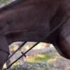 Rovadik Horse Bridle 'Deluxe' - Plain Raised Padded Flash Bridle | Adjustable Straps & Stainless Steel Hardware for Training and Riding - Thumbnail Image 3