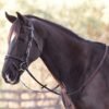 Rovadik Horse Bridle 'Deluxe' - Plain Raised Padded Flash Bridle | Adjustable Straps & Stainless Steel Hardware for Training and Riding - Thumbnail Image 5