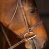 Rovadik Horse Bridle 'Deluxe' - Plain Raised Padded Flash Bridle | Adjustable Straps & Stainless Steel Hardware for Training and Riding_RVD_01 - Thumbnail Image 2