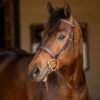Rovadik Horse Bridle 'Deluxe' - Plain Raised Padded Flash Bridle | Adjustable Straps & Stainless Steel Hardware for Training and Riding_RVD_01 - Thumbnail Image 1