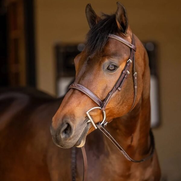 Rovadik Horse Bridle ‘Deluxe’ – Plain Raised Padded Flash Bridle | Adjustable Straps & Stainless Steel Hardware for Training and Riding_RVD_01